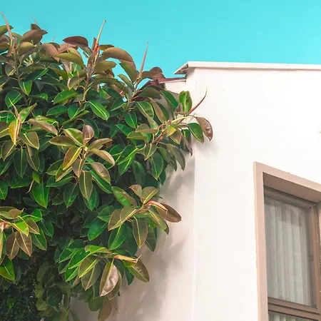 Feri Surf Club דטקה